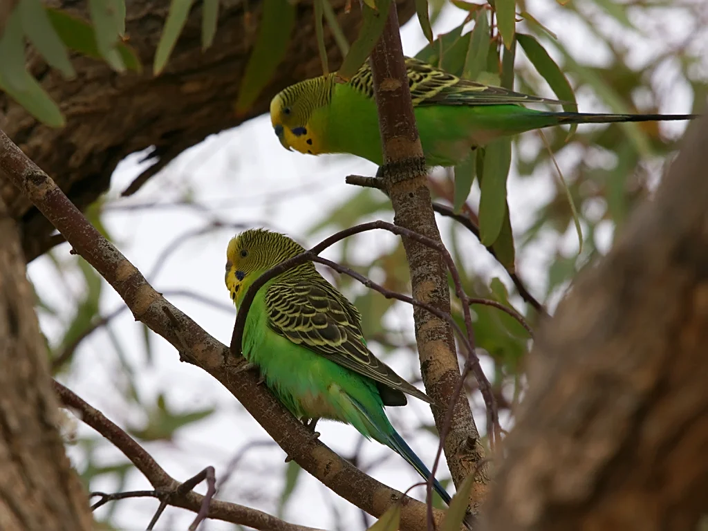 Budgerigar: A Complete Guide