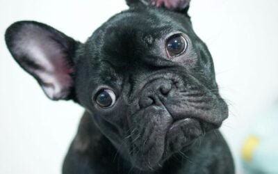 French Bulldog: A Complete Guide