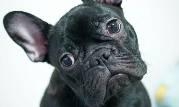French Bulldog: A Complete Guide