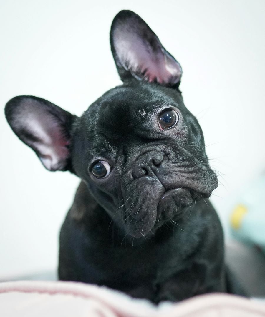French Bulldog: A Complete Guide