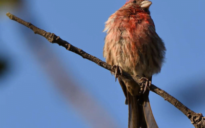 Finch: A Complete Guide