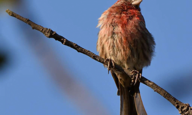 Finch: A Complete Guide