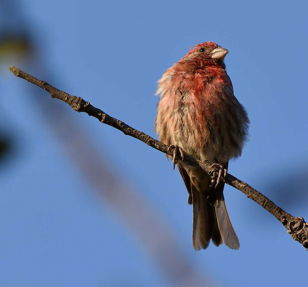 Finch: A Complete Guide feat Finch: A Complete Guide