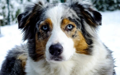 Australian Shepherd: A Total Guide