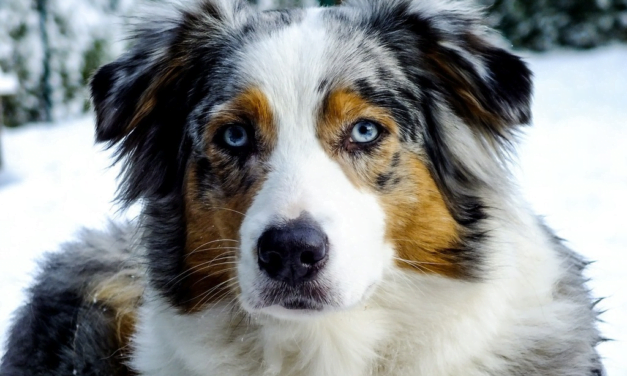 Australian Shepherd: A Total Guide