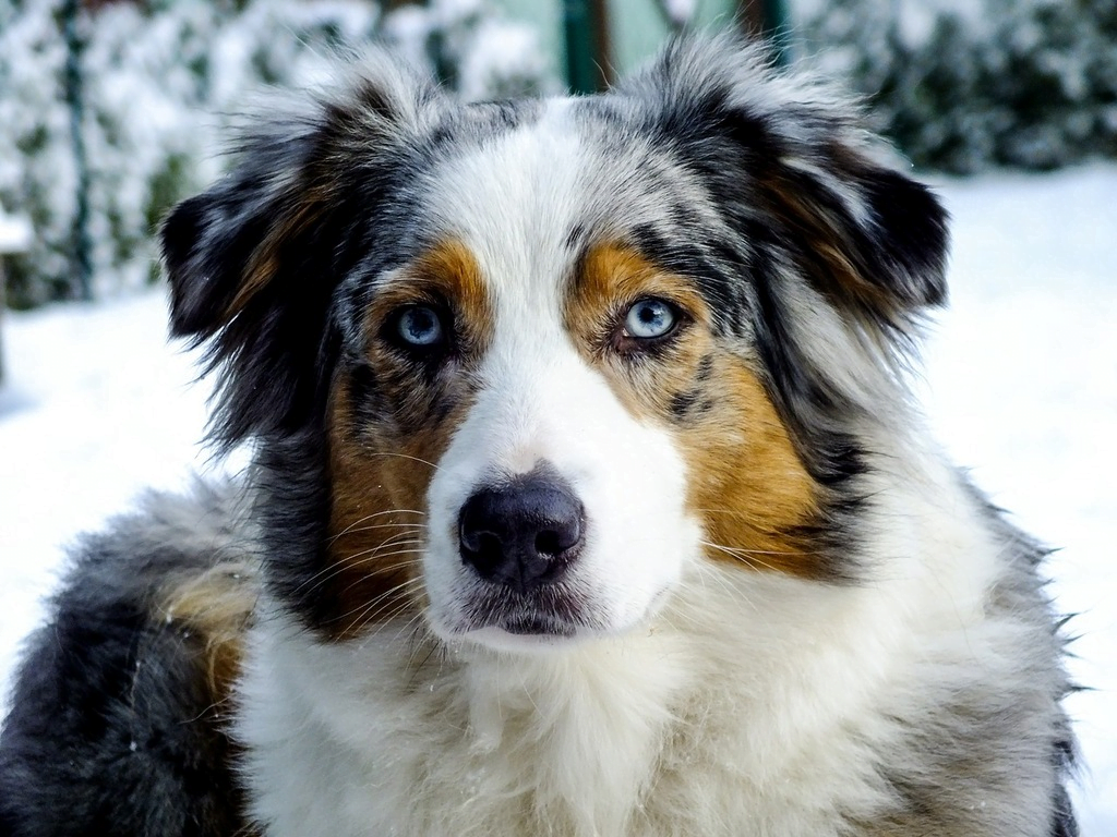 Australian Shepherd: A Total Guide feat Australian Shepherd: A Total Guide