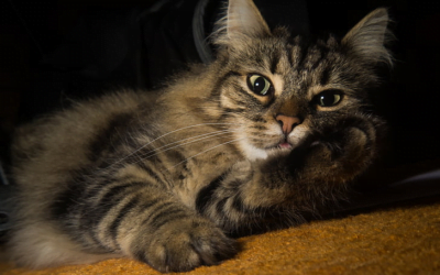 Norwegian Forest Cat: A Complete Guide