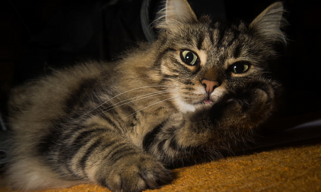 Norwegian Forest Cat: A Complete Guide