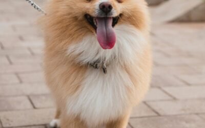 Pomeranian: A Total Guide