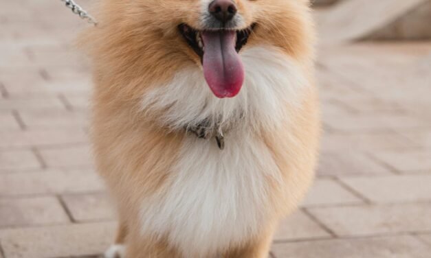 Pomeranian: A Total Guide
