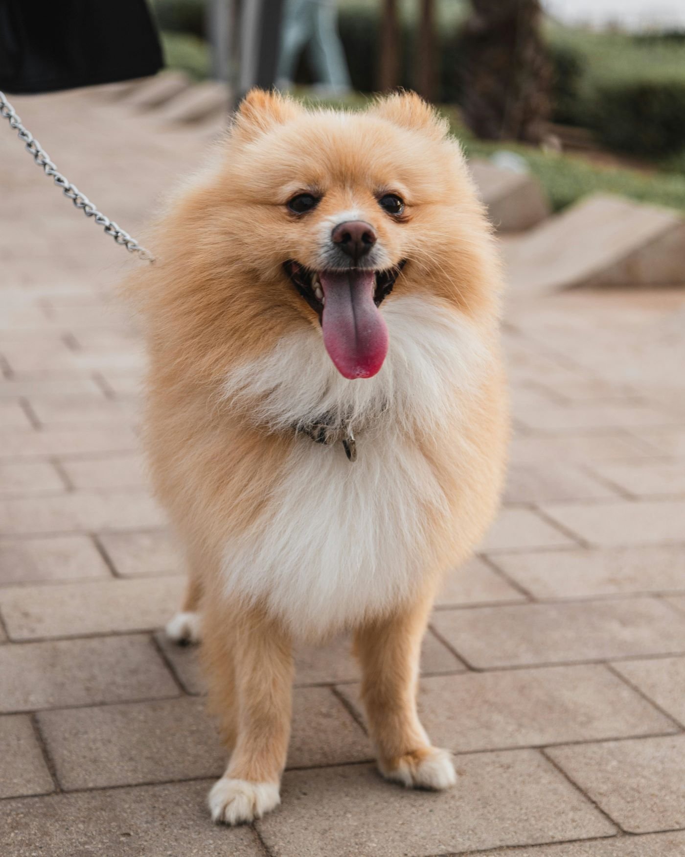 Pomeranian: A Total Guide feat Pomeranian: A Total Guide