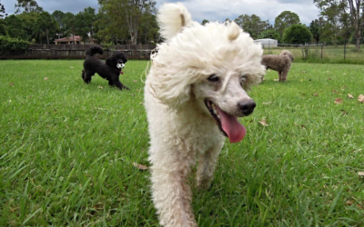 Poodle Complete Guide