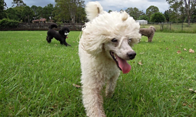 Poodle Complete Guide