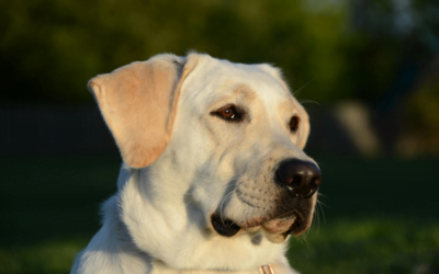 Labrador Retriever Complete Guide