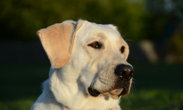 Labrador Retriever Complete Guide
