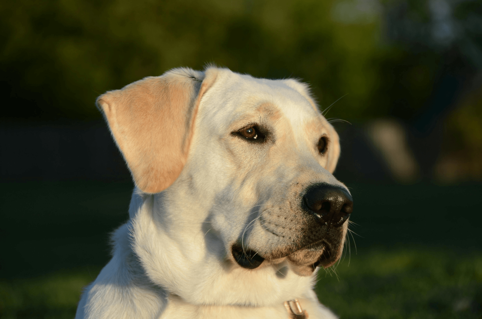 Labrador Retriever Complete Guide feat Labrador Retriever Complete Guide