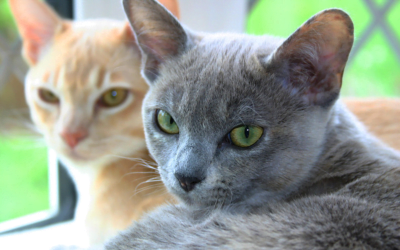 Burmese Cat: A Total Guide