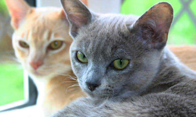 Burmese Cat: A Total Guide