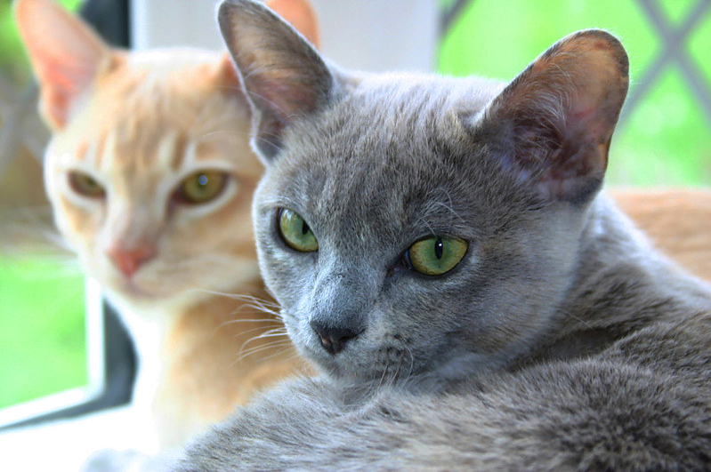 Burmese Cat: A Total Guide