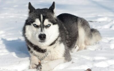 Siberian Husky: Complete Guide