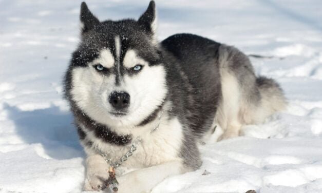Siberian Husky: Complete Guide