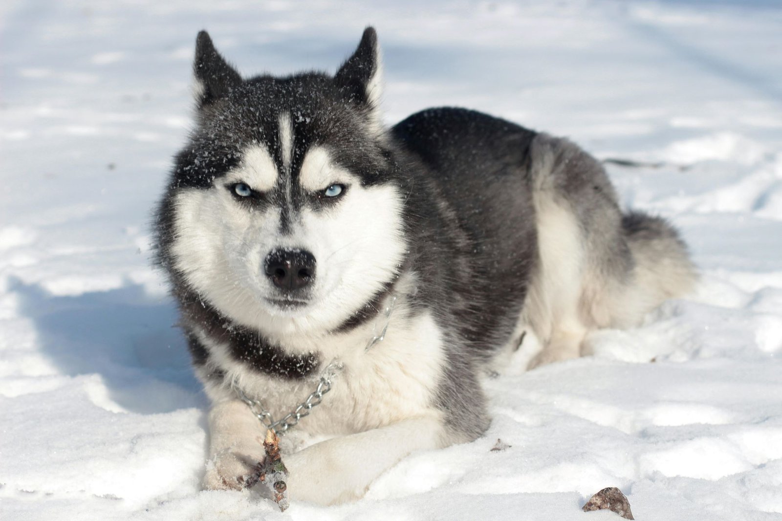 Siberian Husky: Complete Guide feat Siberian Husky: Complete Guide