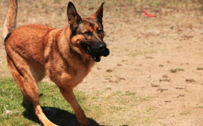 Belgian Malinois: A Complete Guide