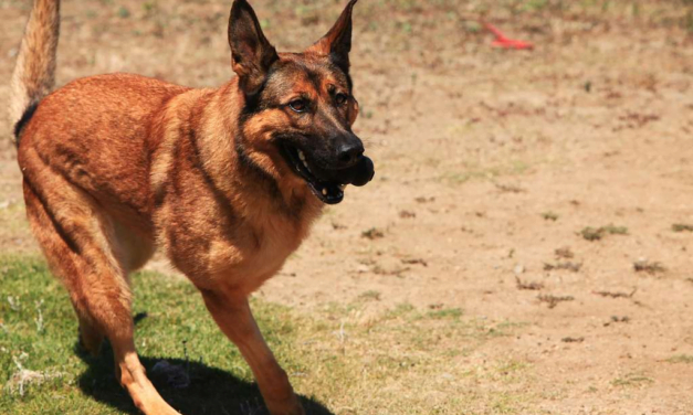 Belgian Malinois: A Complete Guide