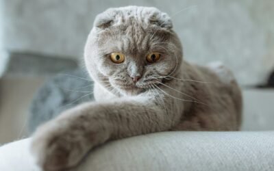 Scottish Fold Cat: A Complete Guide