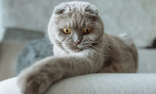 Scottish Fold Cat: A Complete Guide