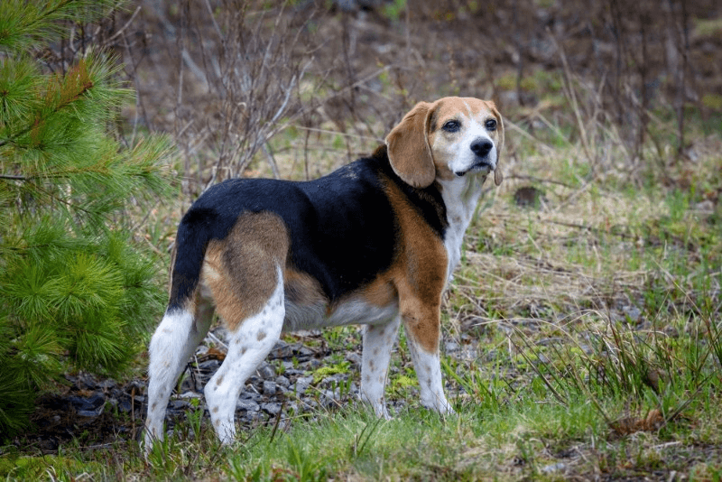 Image of a beagle