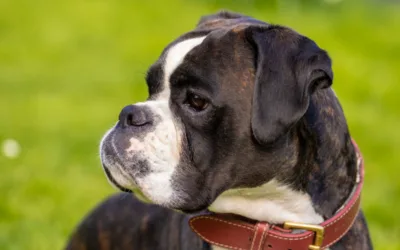 Boxer Essentials: Your Complete Guide to Boxer Dog Breed