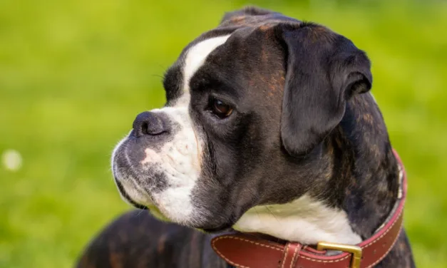 Boxer Essentials: Your Complete Guide to Boxer Dog Breed