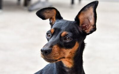 Miniature Pinscher