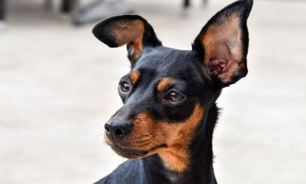 Miniature Pinscher
