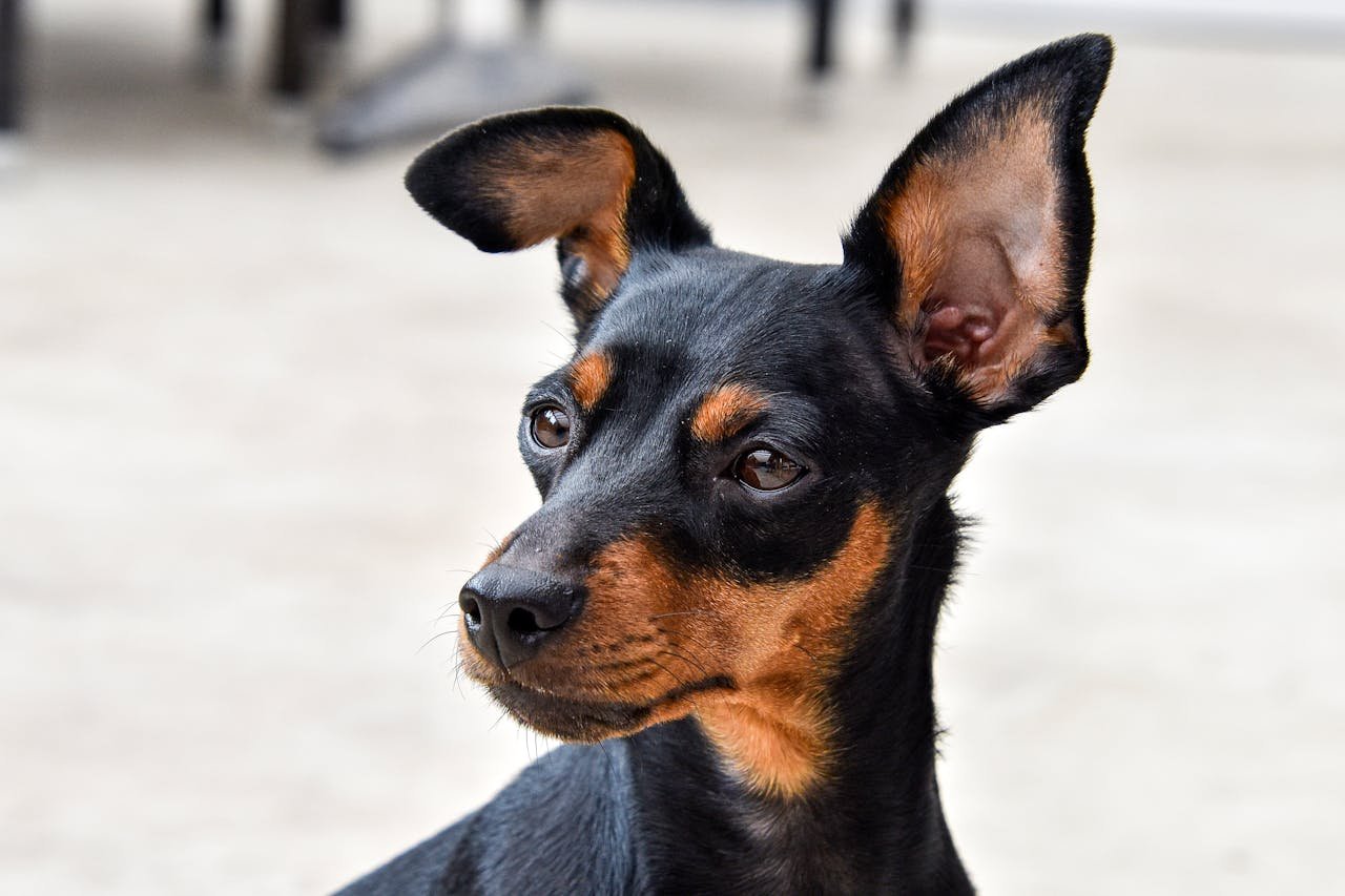 Miniature Pinscher feat Miniature Pinscher