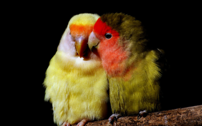 Lovebird: A Complete Guide