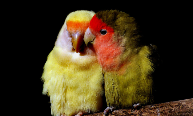 Lovebird: A Complete Guide