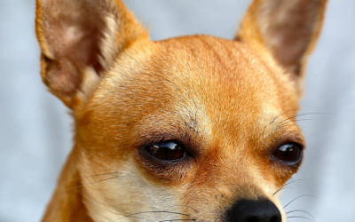 Chihuahua: A Total Guide