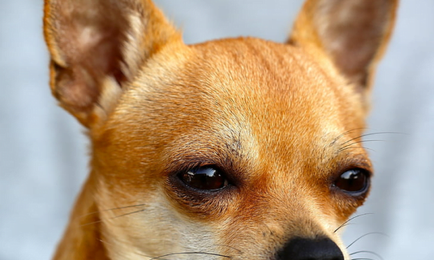 Chihuahua: A Total Guide