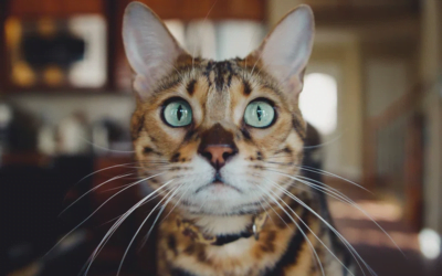 A Complete Guide to Bengal Cat Breed