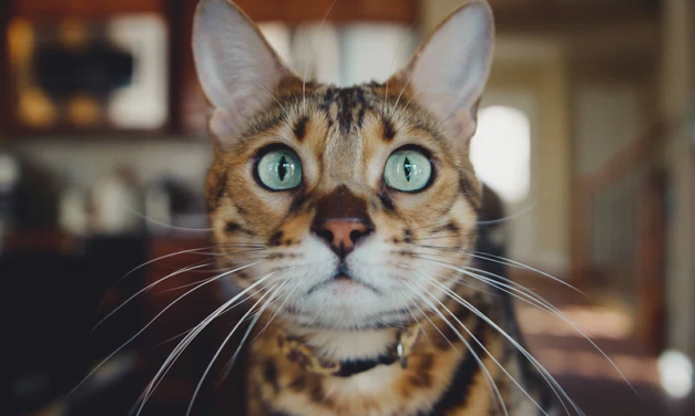 A Complete Guide to Bengal Cat Breed