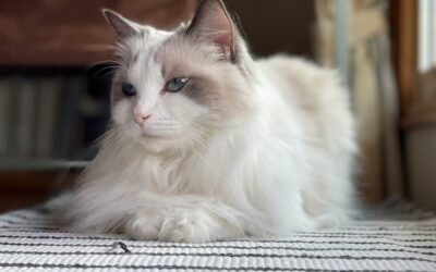 Ragdoll Cat Breed: A Complete Guide