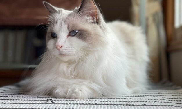 Ragdoll Cat Breed: A Complete Guide
