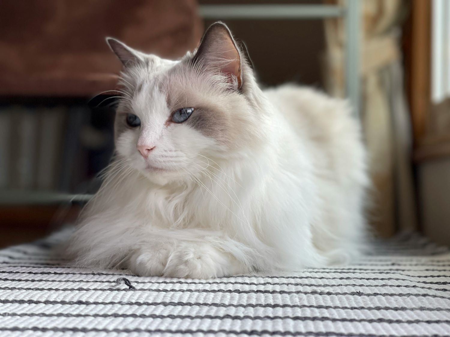 Ragdoll Cat Breed: A Complete Guide