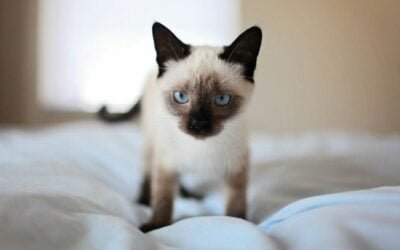 Siamese Cat Breed: A Complete Guide