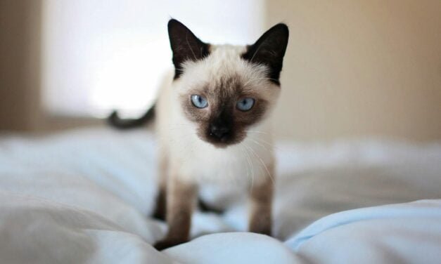 Siamese Cat Breed: A Complete Guide