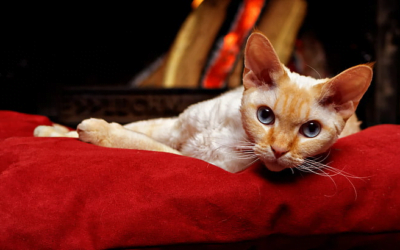 Devon Rex: A Total Guide