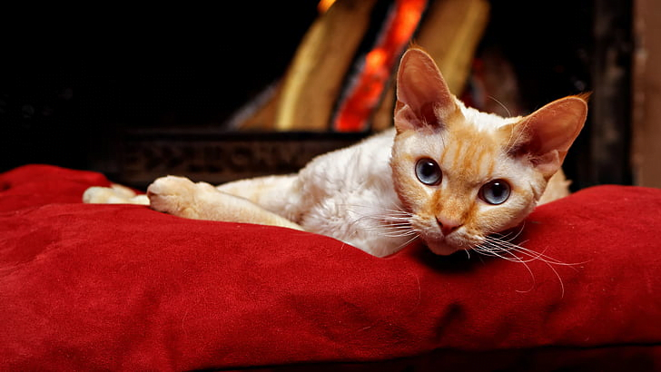 Devon Rex: A Total Guide