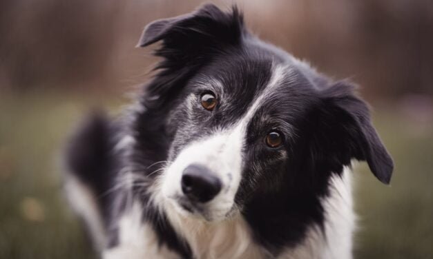 Border Collie: A Complete Guide